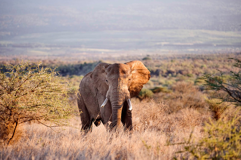 Ensuring A Legacy For Elephants | African Wildlife Foundation